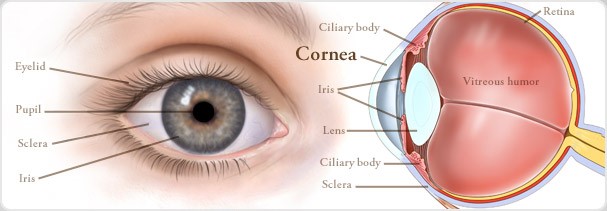 cornea-of-eye